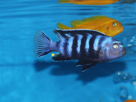 Chindongo Saulosi 6 - 7 cm