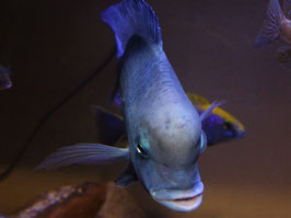 Cyrtocara moorii
