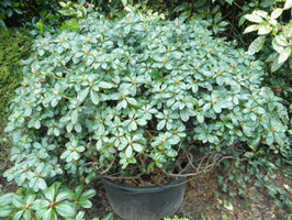 Rhododendron repens