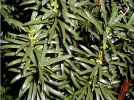 Taxus baccata Eibe