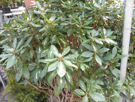 Rhododendron Goldflimmer