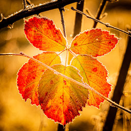 L'automne dans les veines (Tirage Photo)