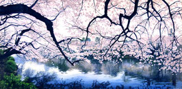 川島未雷「桜映　井ノ頭公園」油彩 変25号　真作保証　静かな水面と満開の桜が織りなすハーモニー　超リアルな細密表現！