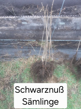 Juglans nigra 'Schwarznuß'