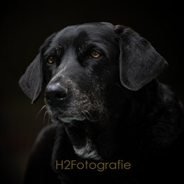 Profi Portrait von deinem Hund