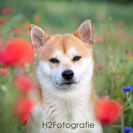 Workshop Hundefotografie