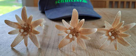 3 Edelweiss aus Zirbenholz - Wahre Schönheiten