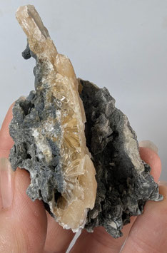 Fossile Muschel mit Calcit
