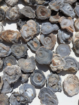 Chalcedon Rosette