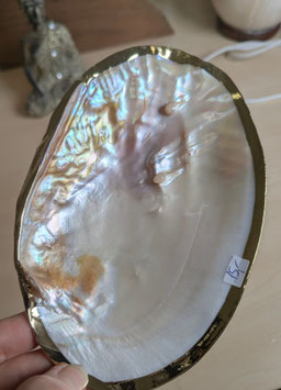 Muschel (Schale)