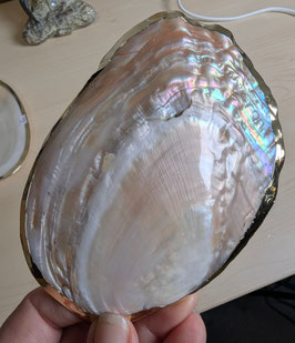 Muschel (Schale) klein