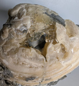 Fossile Muschel mit Calcit