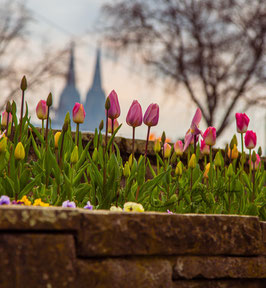 218  Frühling Rheinpark Köln