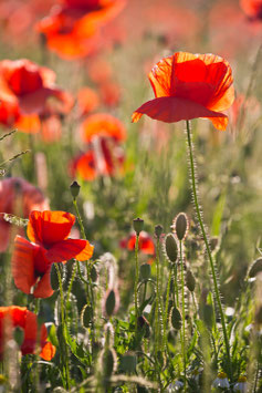Mohn II / 276