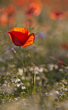 Mohn / 275
