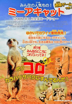 ミーアキャット(ドキュメンタリー/チラシ外国映画)