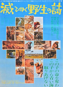 滅びゆく野生の詩(上下２枚組立看/ポスター外国映画)