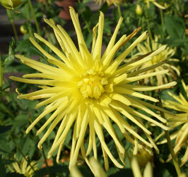 Gryson's Yellow Spider