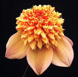Sandia Brocade