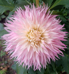 Pinelands Princess