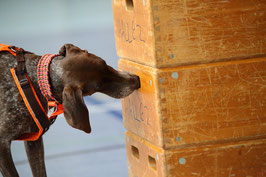 06.04.25 - Scent Detection Trainingstag