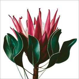 Protea cynaroides