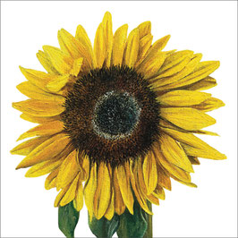 Helianthus annus