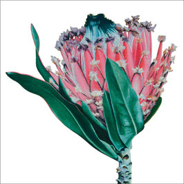 Protea neriifolia