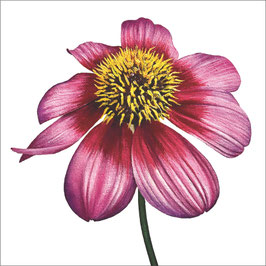 Dahlia hortensis
