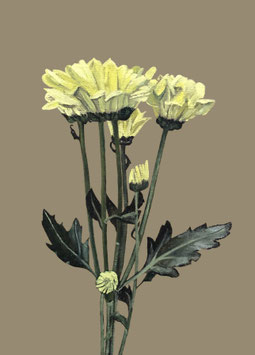 Chrysantheme