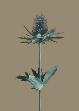 Distel