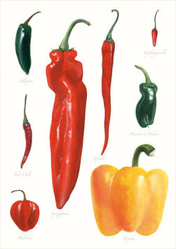 Naturillustration Paprika und Chili, Kunstdruck (Fine Art Print)