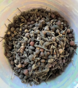 Poivre Sauvage de Madagascar Voatsiperifery