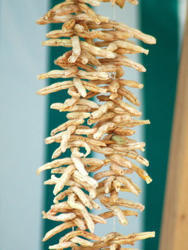 'Hinrichs Riesen' Buschbohne