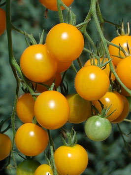 'Golden Pearl' Kirschtomte