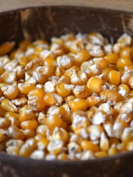 'Gaspé' Gemüsemais *NEU*