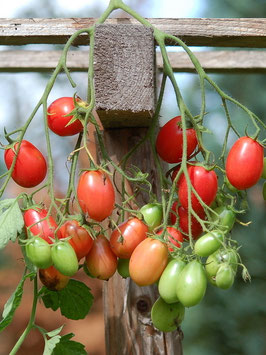 'Tschio Tschio San' Stabtomate