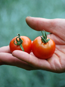 'Zuckertraube' Kirschtomate