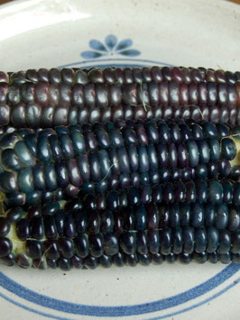 'Black Aztek' Zuckermais *NEU*