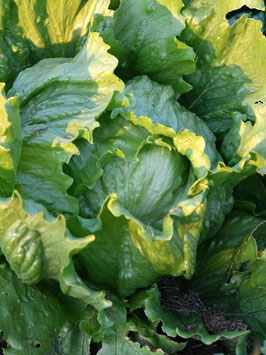 'Saladin' Eissalat *NEU*