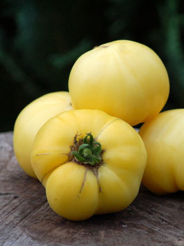 'White Queen' Fleischtomate