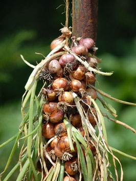 'Red Sun' Schalotte *NEU*