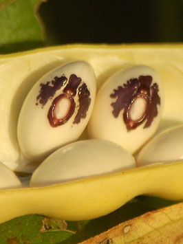 'Monstranzbohne' Stangenbohne