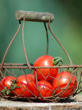 'Ribesoides' Wildtomate
