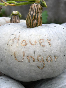 'Blauer Ungar' Kürbis *NEU*