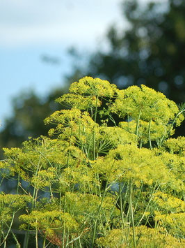 Tetra-Dill