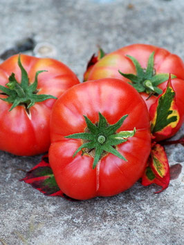 'Grandfather Ashlock' Fleischtomate