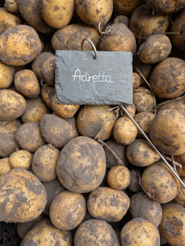 'Adretta' Kartoffel *NEU*