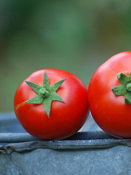 'Ibrahim' Buschtomate *NEU*