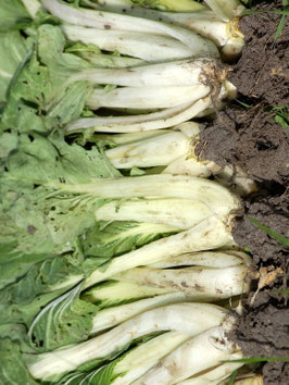 'Green Stem Shanghai' Pak Choi *NEU*